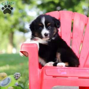 Roamer, Miniature Australian Shepherd Puppy